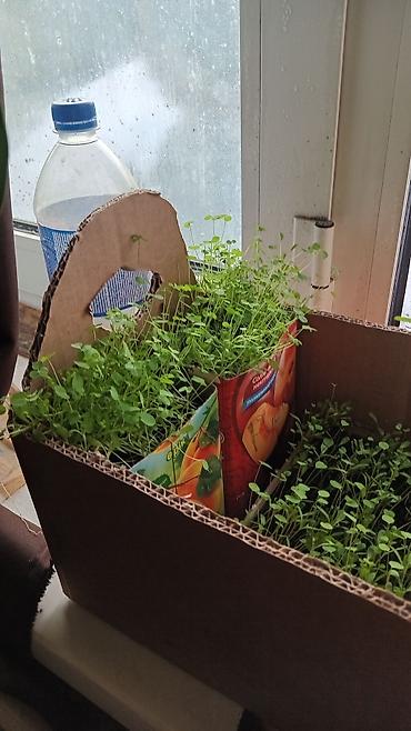 Кормовые растения: Семена кормовых растений: Эспарцет, Самовывоз, Бесплатная доставка, Платная доставка — 10