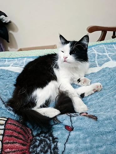 тайские кошки: Отдам в ДОБРЫЕ РУКИ😼 Черно-белая пушистая кошка с выразительным — 1