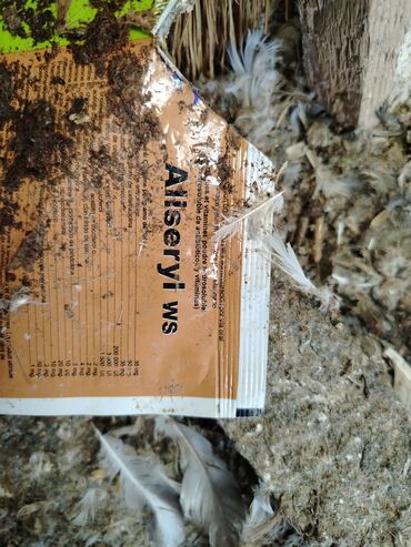 Göyərçinlər: Məhsul: Qüvərcinlər (dekorativ və uçuş növləri) Təsvir: - Rənglər — 2