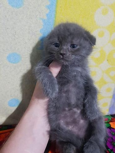 Кошки: Шотландские котята: скоттиш-страйт и скоттиш-фолд - Окрас: сплошной — 4