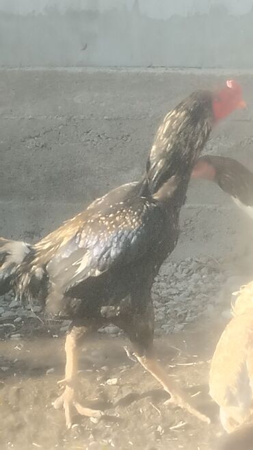 Куры, петухи: Продаю | Петух | Бойцовая | Для разведения — 2