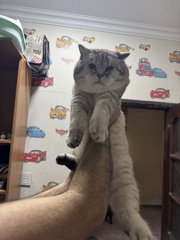 Pişiklər: Britan — 13