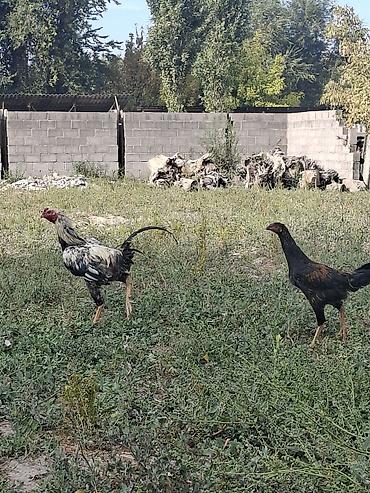 Продам с/х животных: Продаю | Куры | Для разведения — 5