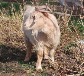 купить породистую собаку: Эчки эгиз улактары менен сатылат сойгонго дагын болот учрсунда семиз