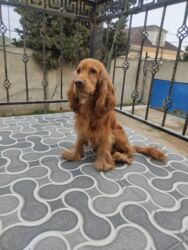 İtlər: Koker spaniyel, 1 il, Erkek, Peyvəndli -da lalafo.az — 9 İtlər: Koker spaniyel, 1 il, Erkek, Peyvəndli — 9