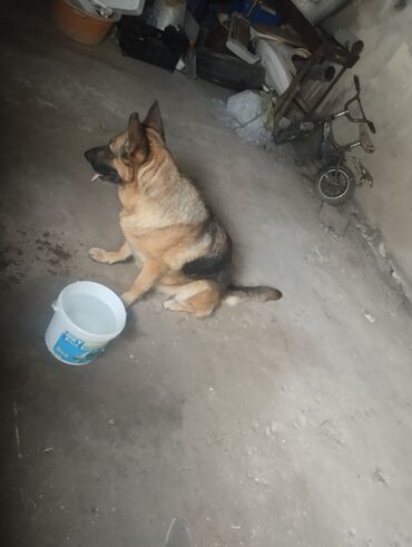 çoban iti satılır: Alman çoban iti, 2 il, Dişi