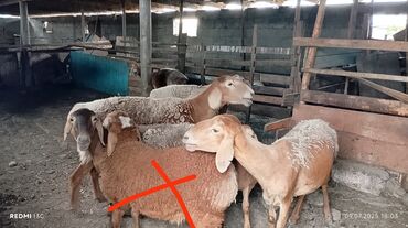 корм для коров цена: Продаю | Овца (самка) | Арашан | Для разведения | Матка