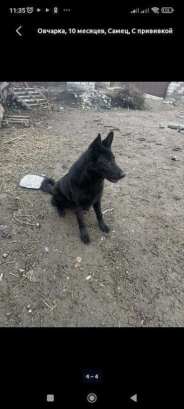 Продажа собак: Восточноевропейская овчарка, 10 месяцев, Самец, С родословной — 7