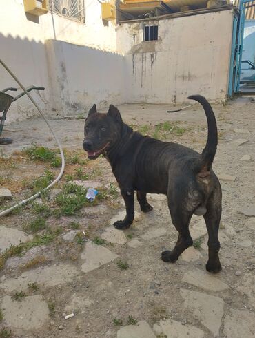 it pudel: Pitbul, 3 ay, Erkek