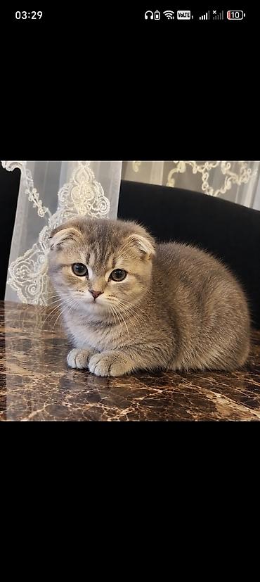 Scottish fold pişiyi evi var və ev heyvandır satılır 300 real alıcıya