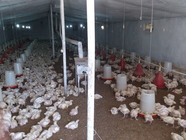 Torpaq sahələrinin satışı: 10 sot, Biznes üçün, Mülkiyyətçi, Kupça (Çıxarış) — 8