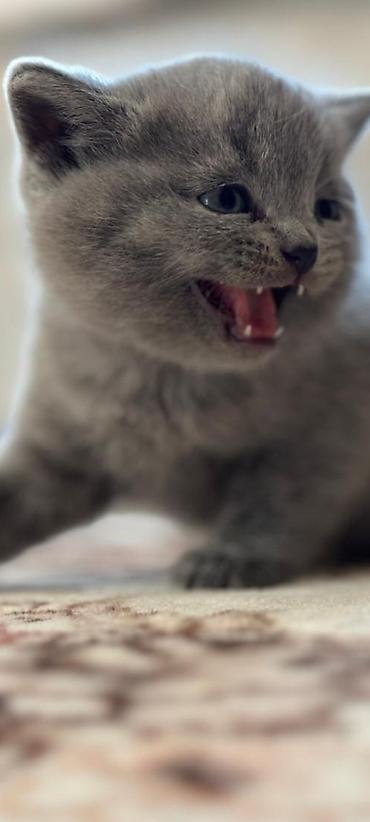 мышык сатылат ош: Шотландские вислоухие котята (Scottish Fold), окрас голубой — 2