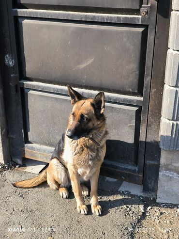коровы дойные: Немецкая овчарка, 4 года, Самка