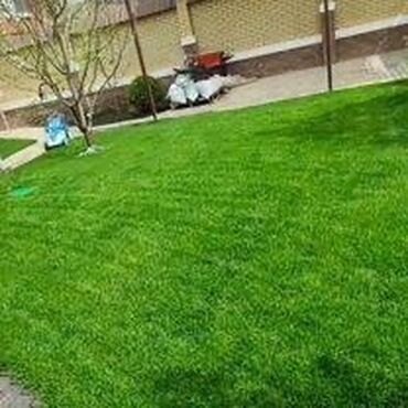 кыргыз флора чай цена бишкек: СЕЕМ ГАЗОН ПОД КЛЮЧ!!! очистка территории от сорняков, камней, мусора