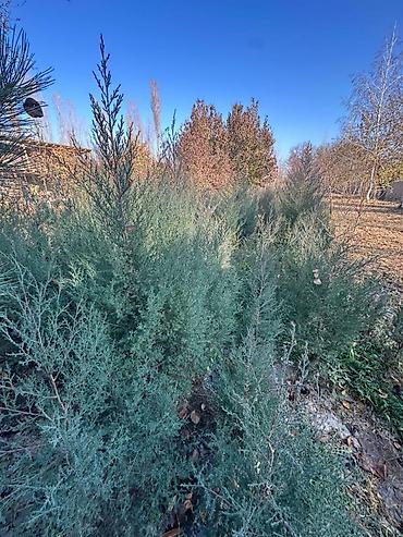 Другие декоративные деревья: Каштан крымский 2метр 800сом 3метр 1000сом — 8