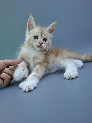 черный мейн кун: Мейн-кун, 1 месяц, Мальчик, Приучена к лотку, Проглистована, С документами — 3