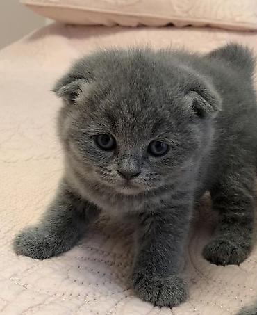 Кошки: Шотландская вислоухая — 9