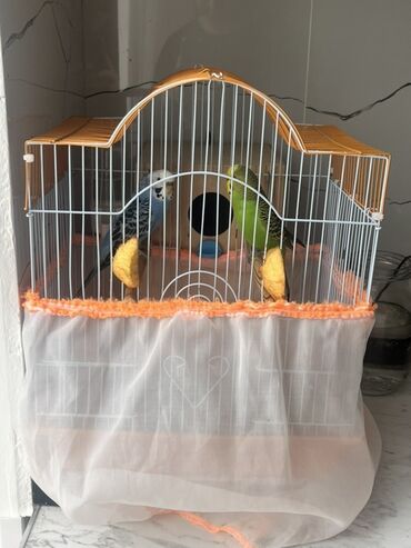 отдам в добрые руки котенка: Herşey daxil satılır