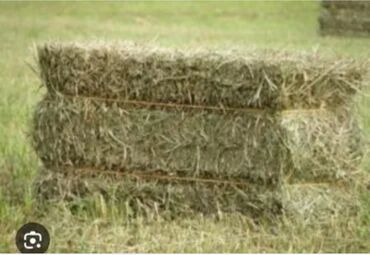 цена пшеницы в бишкеке 2022: Продаю клевер сено первый укос 960шт самовывоз