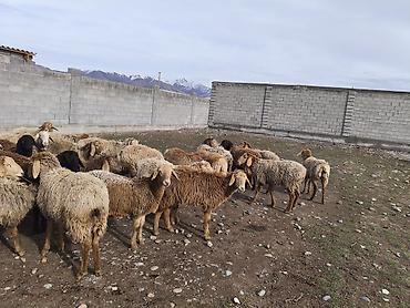 Баран, овца: Продаю | Овца (самка) | Для разведения | Матка — 5