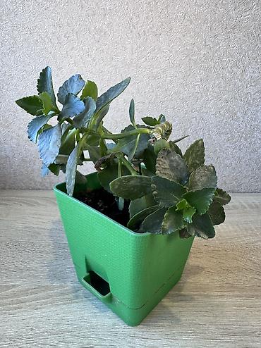 Денежное дерево: - Денежное дерево (Крассула овата) 70см — 2900 - Герань (Пеларгония) — 17