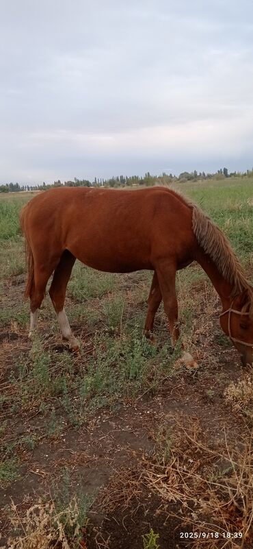 Лошади, кони: Продаю | Кобыла (самка) | Дончак | Для разведения — 3