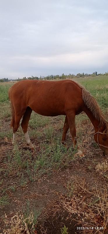 Сухофрукты, орехи, снеки: Сеф 5мин . Кунан байтал 160 мин Бээ дончак семиз240 мин — 7