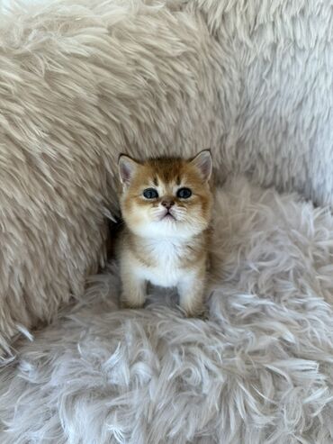 Pişiklər: Britan, Dişi, Ünvandan götürmə — 2