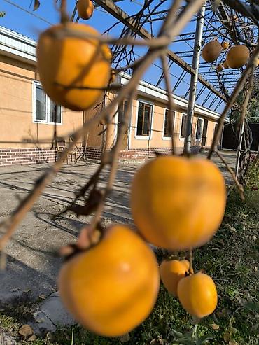 Продажа домов: Дом, 1441 м², 12 комнат, Собственник at lalafo.kg — 13 Продажа домов: Дом, 1441 м², 12 комнат, Собственник — 13