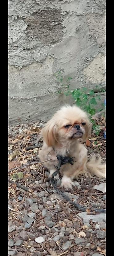 qanqalın ölçüsü: Pekines — 1