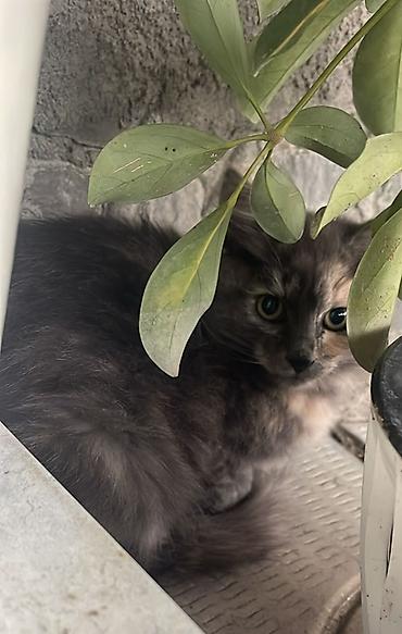 кошки породистые: Кошка даром: Беспородная, 5 месяцев, Девочка — 2