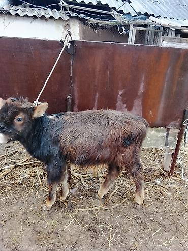 Коровы, быки: Продаю | Музоо, торпок | Полукровка | На откорм | Привязанные — 2