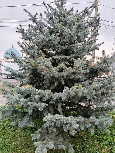 ёлка голубая: Ель колючая (Picea pungens), известная как «голубая ель». - Сортовая — 4