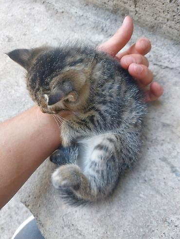 один мальчик и два котёнка: Котёнок, полосатый тигрёк с белыми лапками и грудкой - Порода — 4