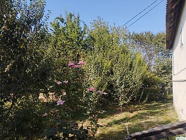 kiraye evlerin kreditle satisi: Satılır: həyətli ev 33min manat. içinde her cürəeyve ağacı bar veren — 5