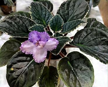 Фиалки и глоксинии: В продаже крупные детки и стартеры, взрослые сортовые фиалки, Отправка — 21