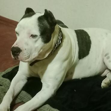 İtlər: Amerikan buldoqu, Erkek, Peyvəndli — 10