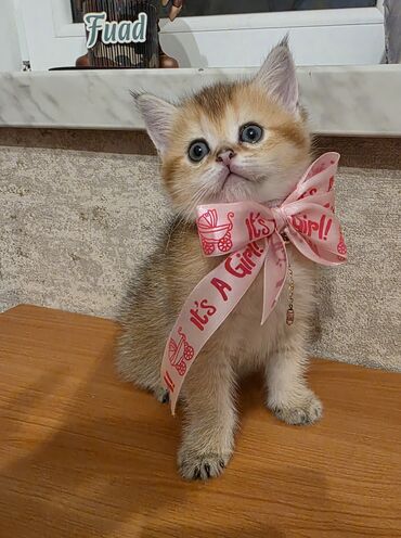 Pişiklər: Britan, Yaxşı əllərə — 5