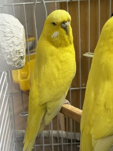 сколько стоит золотой ретривер: Sarı çex cütü satılır cütü 70 azn bir də tək erkəy çex var sarı o da