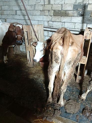 Inəklər, öküzlər: Satılır: inək Xüsusiyyətlər: - Süd istiqamətli yerli cins (qarışıq — 6