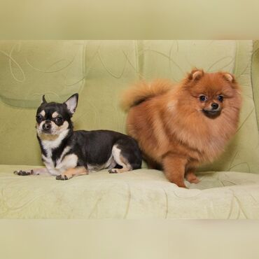 Услуги ветеринара: Гостиница для собак уезжаете в командировку или отпуск, и не знаете — 3