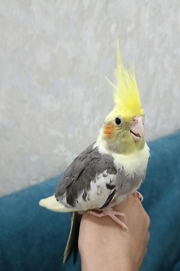 danisan qus: Ələ öyrəşmiş tam sağlam,3 aylıq baladır — 8