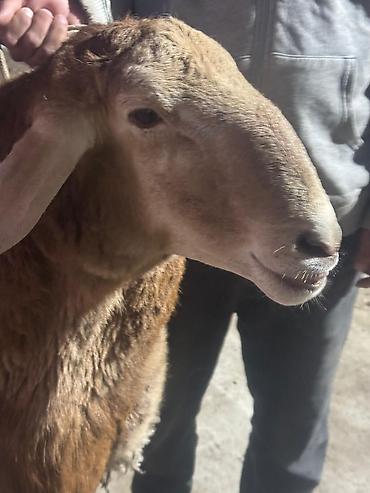 Баран, овца: Продаю | Овца (самка) | Для разведения | Племенные — 5