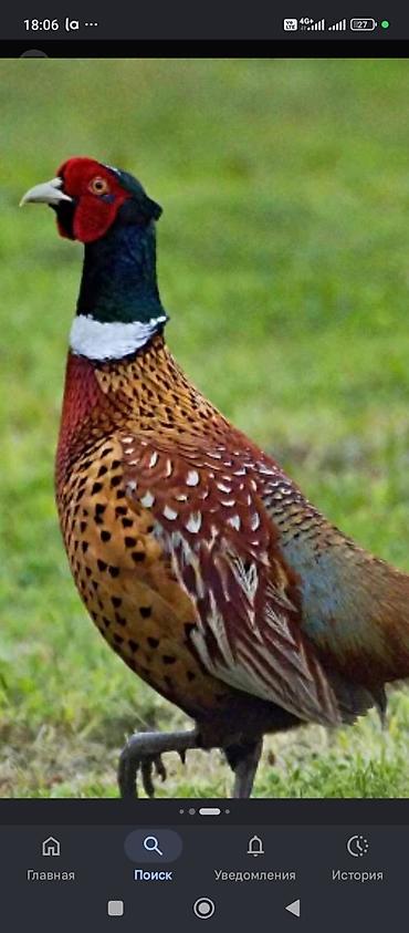 qaşqaldağ quşu: Məhsul: Fazan (erkək, dekorativ-quş növü) Təsvir: - Gözoxşayan rəng — 1