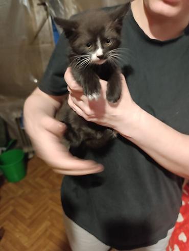 Отдам даром кошку: Котята девочки мальчики 1,5 месяца (серые мальчики, чёрно-белым — 12