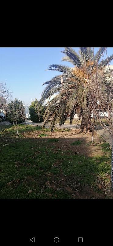 landşaft dizayn: Salam aleykum Adim Sahib 44yaşim var Bakida yaşayiram Gündelik olaraq — 1