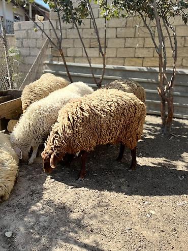 Телята: Quzular – yerli cins qarışığı, həm ət, həm də saxlamaq üçün münasib — 3