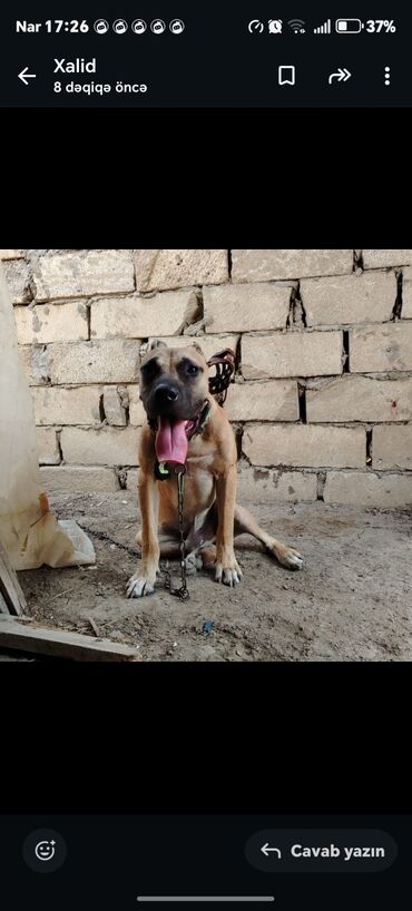 İtlər: Pitbul, 7 ay, Erkek, Ödənişli çatdırılma — 7