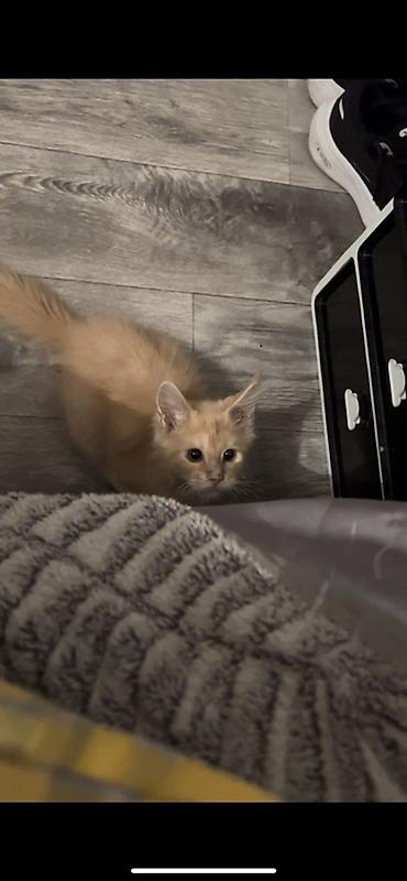 котенок мейкун: Мейн-кун, 3 месяца, Мальчик, Рыжий, Приучена к лотку — 2