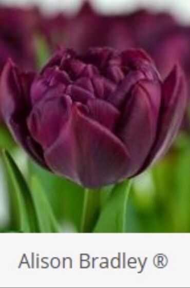 Toxumlar: Hollandiyadan yeni gelib. Tam keyfiyyetli mehsul. Qiymet 1 manat — 2